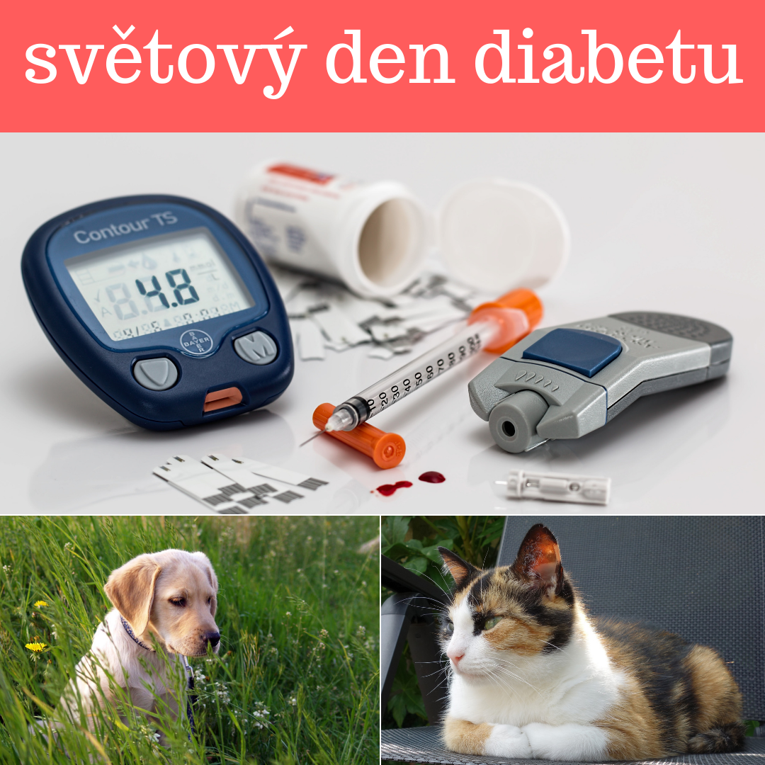 Cukrovka psa a kočky